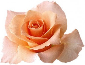 rose-fleur-saumon-070110
