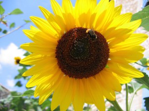 Pour ensoleiller votre journÈe, voici un tournesol, butinÈ par une abeille ‡ moins que ce ne soit un petit bourdon. :6: